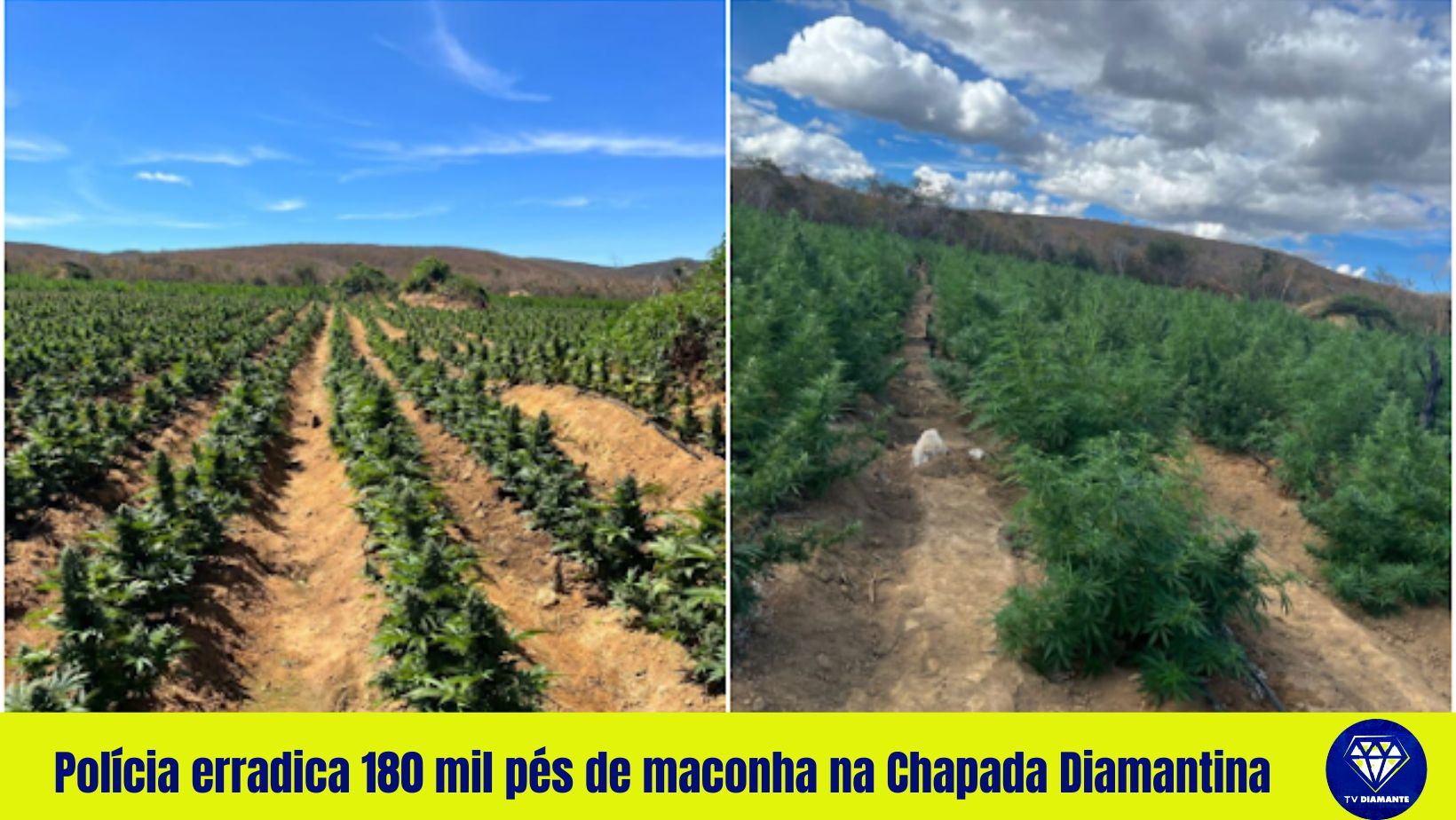 Polícia erradica 180 mil pés de maconha na Chapada Diamantina